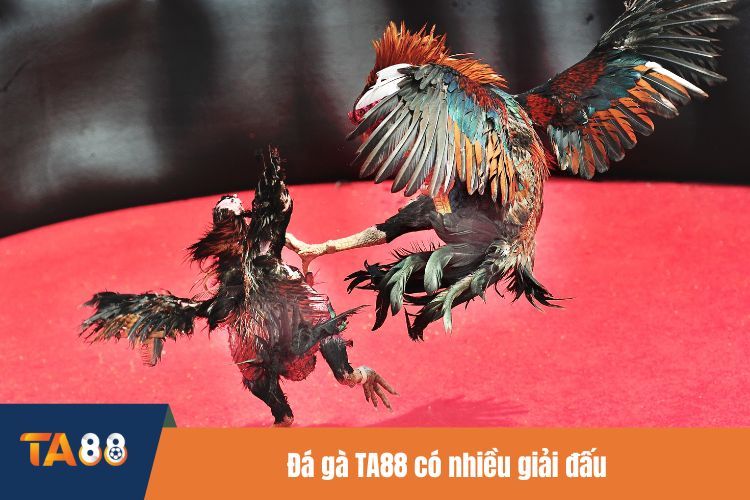 Đá gà TA88 có nhiều giải đấu