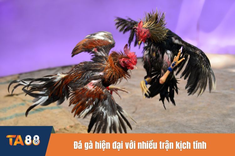 Đá gà hiện đại với nhiều trận kịch tính